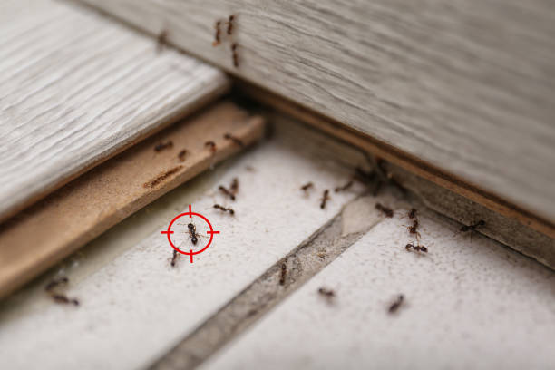 Best Pest Control Near Me in Milan, OH